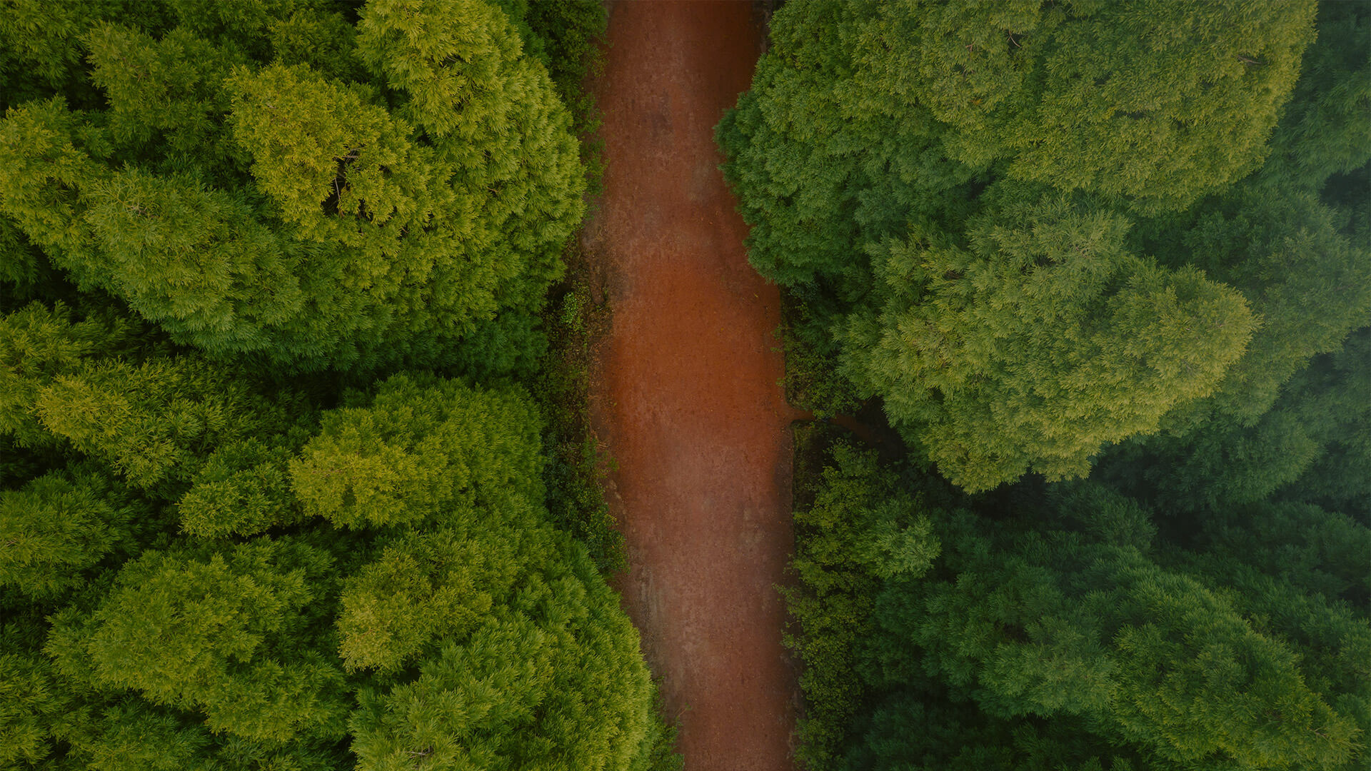 Nature Returns